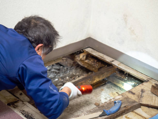 Best Commercial Mold Removal  in Laurel Lake, NJ