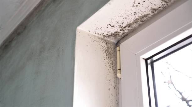 Best Residential Mold Removal  in Laurel Lake, NJ