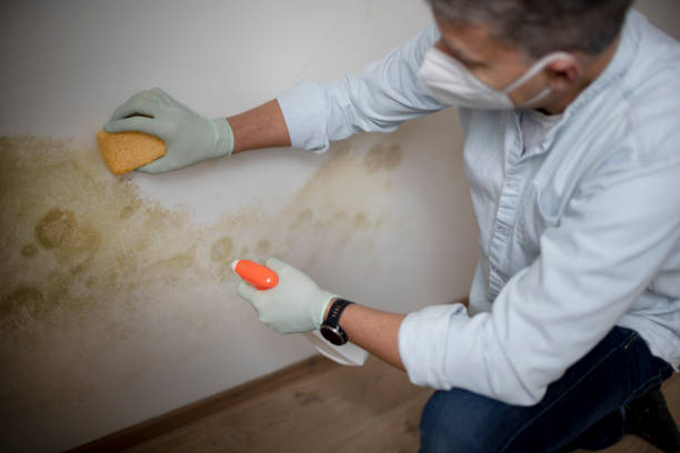 Trusted Laurel Lake, NJ Mold Removal Experts