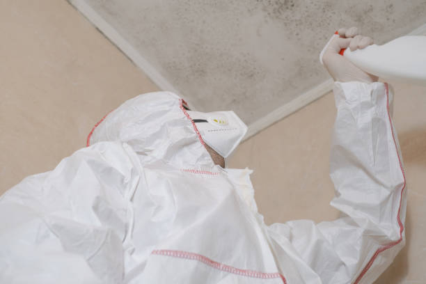 Best Best Mold Removal Companies  in Laurel Lake, NJ