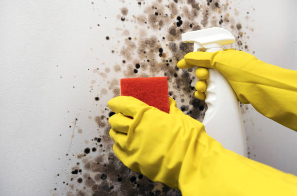 Best Mold Removal Company Near Me  in Laurel Lake, NJ