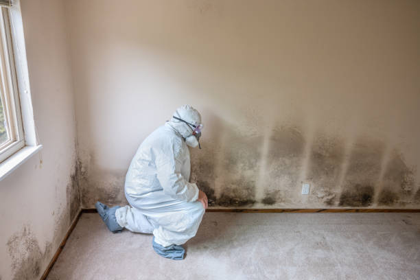 Best Crawl Space Mold Removal  in Laurel Lake, NJ