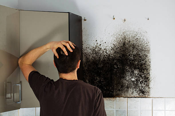 Best Mold Removal Near Me  in Laurel Lake, NJ
