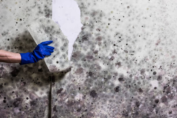 Crawl Space Mold Removal in Laurel Lake, NJ