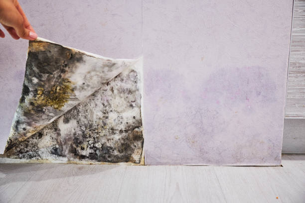 Best Emergency Mold Removal  in Laurel Lake, NJ